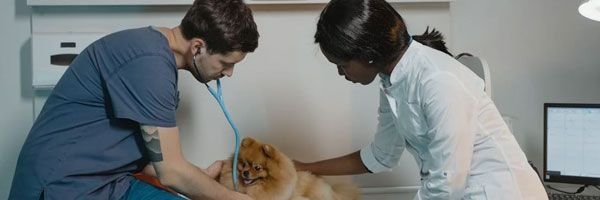Nefrologia Veterinária Landing Image